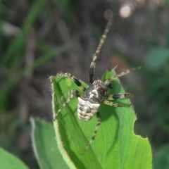 Gibbaranea bituberculata