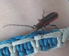Holopleura marginata