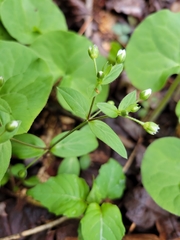 Stellaria pubera
