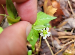 Stellaria pubera