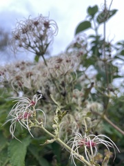 Clematis brachiata