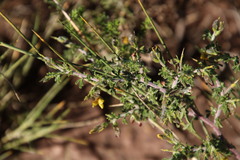 Melolobium microphyllum