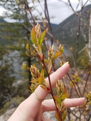 Amelanchier cusickii