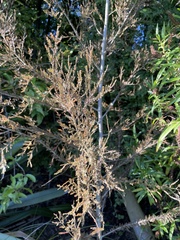 Dacrycarpus dacrydioides