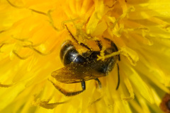 Lasioglossum
