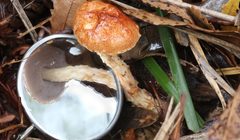 Austroboletus lacunosus