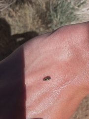 Acmaeodera ligulata