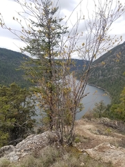 Amelanchier cusickii