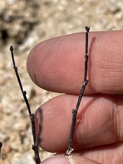 Eriogonum nidularium