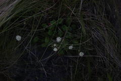 Hermas capitata