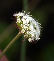 Hermas capitata