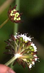 Hermas capitata