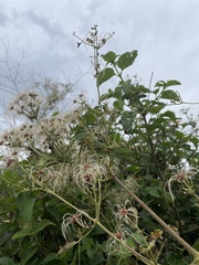 Clematis brachiata