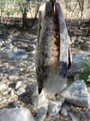 Pseudobombax palmeri