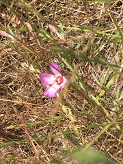 Clarkia franciscana