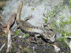 Speleomantes italicus