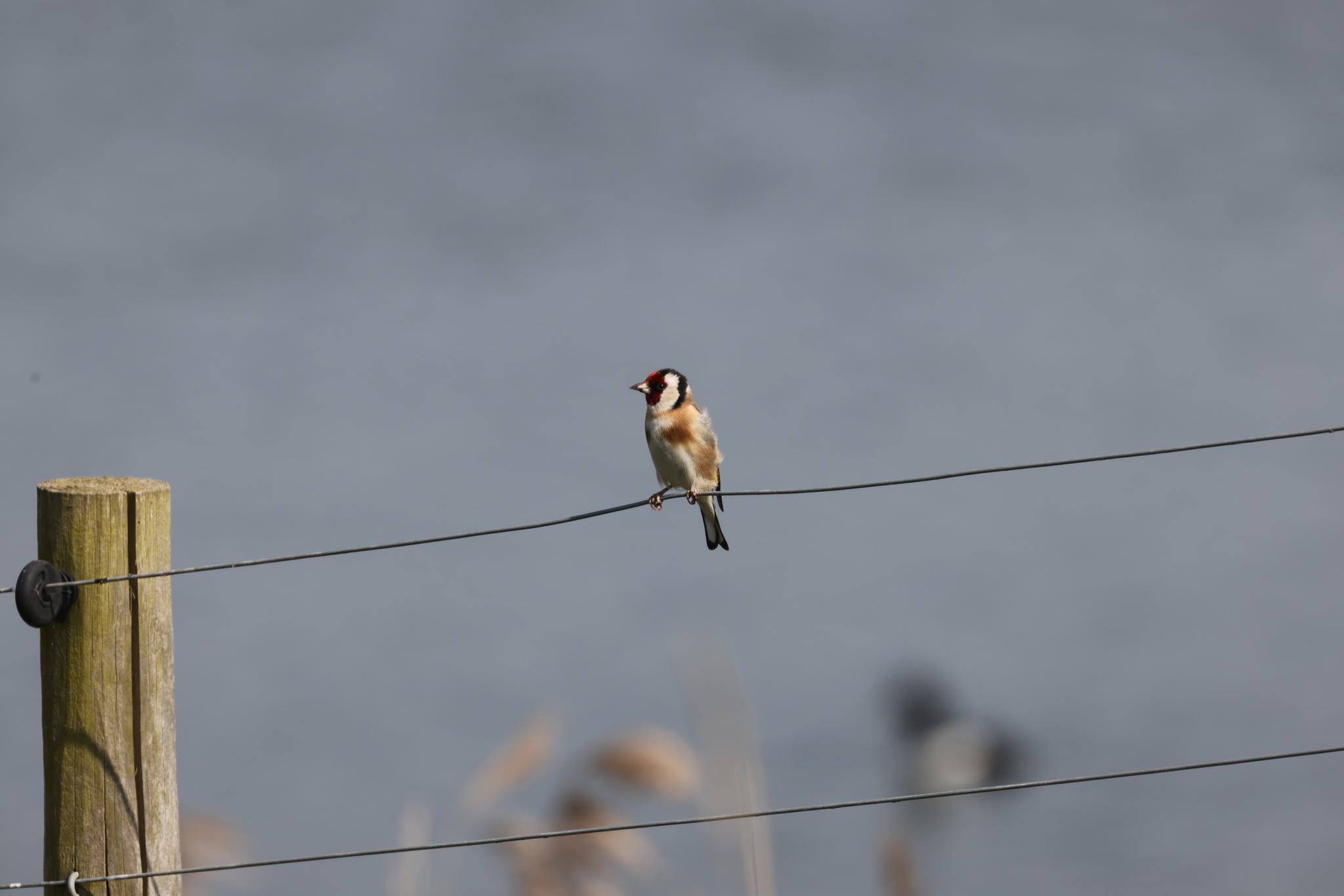 European Goldfinch