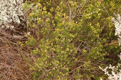 Diosma aristata