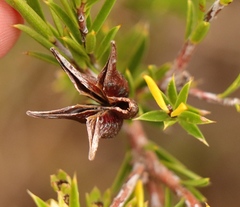 Diosma aristata