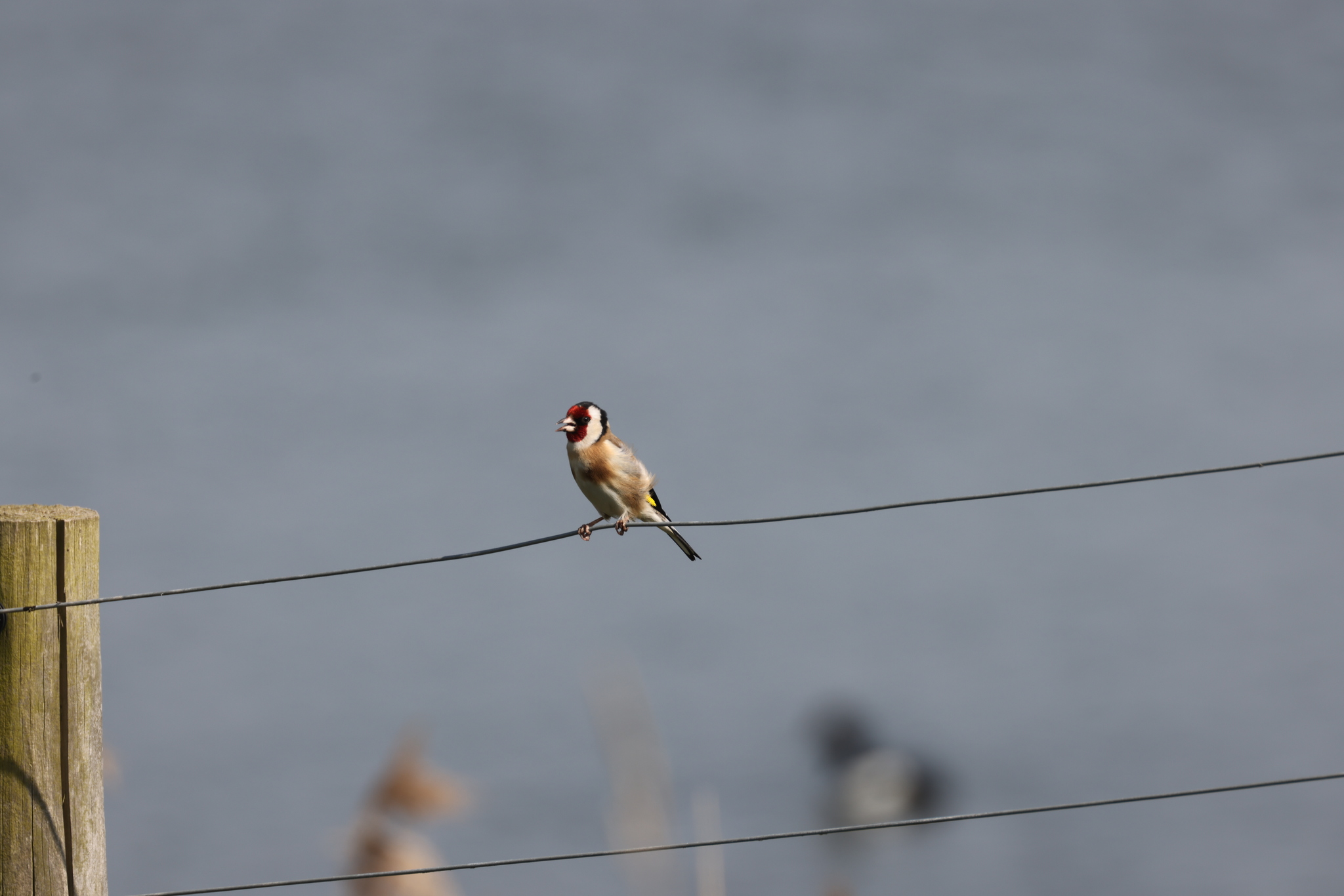 European Goldfinch
