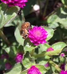 Apis mellifera