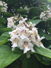 Catalpa speciosa