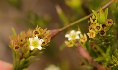 Diosma aristata