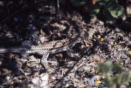 Acanthodactylus erythrurus