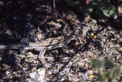 Acanthodactylus erythrurus