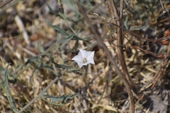 Convolvulus equitans equitans