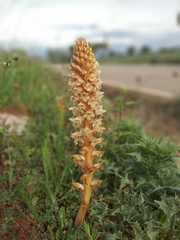 Orobanche amethystea amethystea