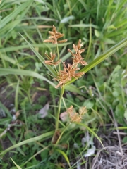 Cyperus albostriatus