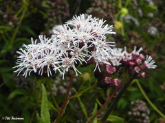 Aristeguietia salvia