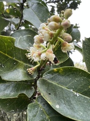 Prunus buxifolia