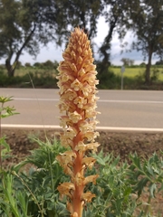 Orobanche amethystea amethystea