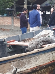 Guira guira