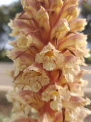 Orobanche amethystea amethystea