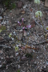 Pelargonium ternifolium