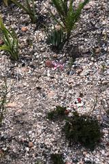 Pelargonium ternifolium