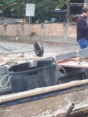 Guira guira