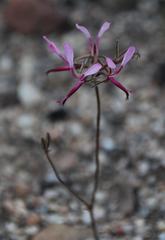 Pelargonium ternifolium