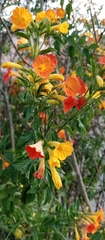 Streptosolen