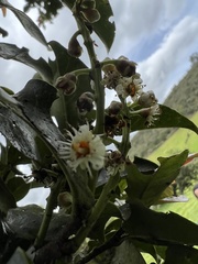Prunus buxifolia