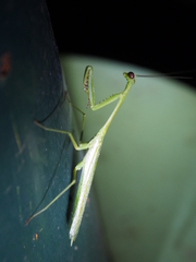 Stagmomantis theophila