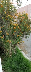 Streptosolen