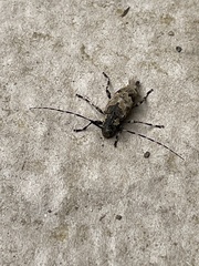 Graphisurus triangulifer