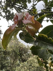 Prunus buxifolia