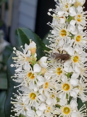 Andrena crataegi