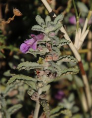 Stachys cuneata