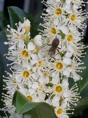 Andrena crataegi